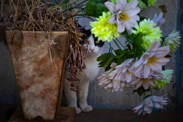Abandoned cat in a cemetery in the city of Goiania. - Photo, Image
