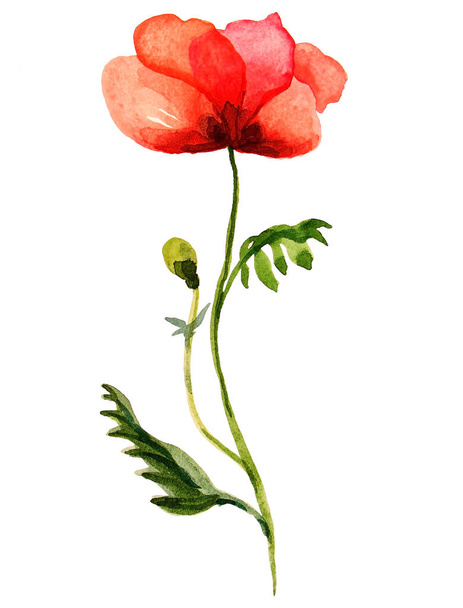 Watercolor poppies bouquet. Hand painted floral illustration , seed capsule and branches isolated on white background.  - Valokuva, kuva