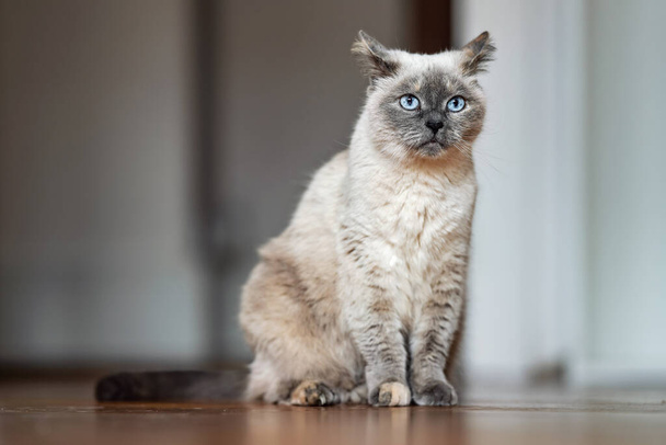Older gray cat with piercing blue eyes, sitting on wooden floor, closeup shallow depth of field photo - Фото, изображение
