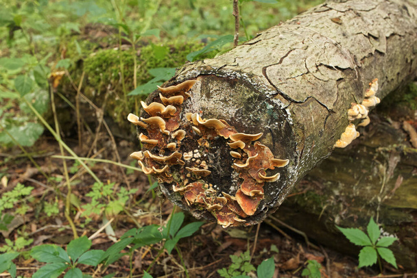Wiele grzybów na martwym drzewie - Zdjęcie, obraz