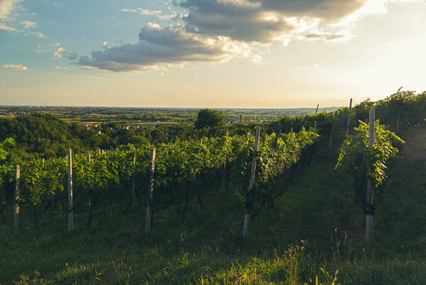 El sol se pone sobre los viñedos de Savorgnano del Torre, Friuli Venezia Giulia, Italia - Foto, Imagen