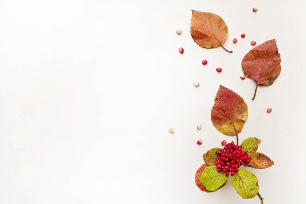 Gyűjteménye sokszínű elesett őszi levelek elszigetelt fehér alapon - Fotó, kép