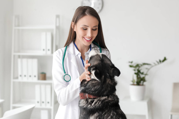 Ветеринар осматривает симпатичную собаку в клинике
 - Фото, изображение