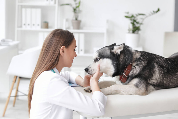 Ветеринар осматривает симпатичную собаку в клинике
 - Фото, изображение