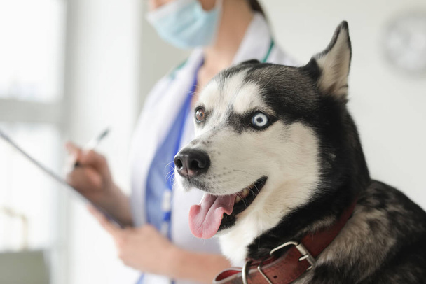 Cute husky dog in vet clinic - Foto, Imagem
