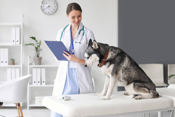 Ветеринарне обстеження милого собаки в клініці
 - Фото, зображення