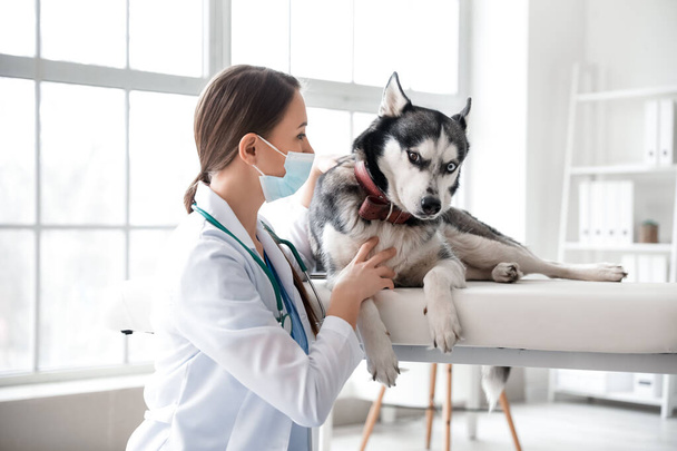Veterinario examinando lindo perro en la clínica
 - Foto, imagen