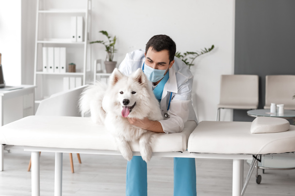 Eläinlääkäri tutkii söpö koira klinikalla
 - Valokuva, kuva