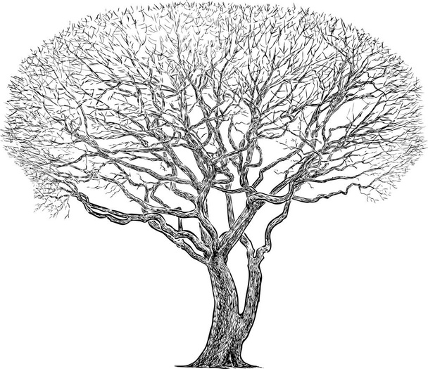 Schema disegno di silhouette vecchio singolo albero nudo deciduo nella stagione fredda - Vettoriali, immagini