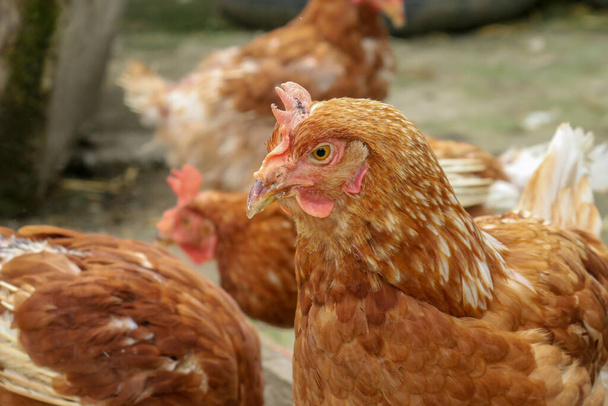 Červené domácí kuře na farmě - Fotografie, Obrázek