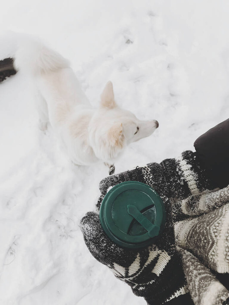 Mãos em luvas aconchegantes segurando xícara reutilizável de chá no fundo do cão branco bonito na neve no inverno. Copo livre de plástico com bebida. Viajando com animal de estimação. Sustentável. Anseio por vagar. Vista superior - Foto, Imagem