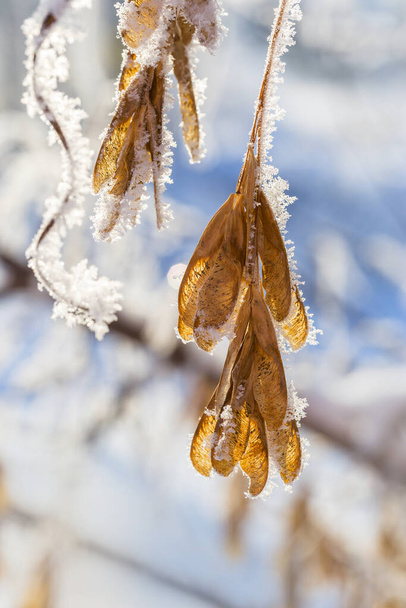 Крупный план замороженных растений в солнечный зимний день.  - Фото, изображение