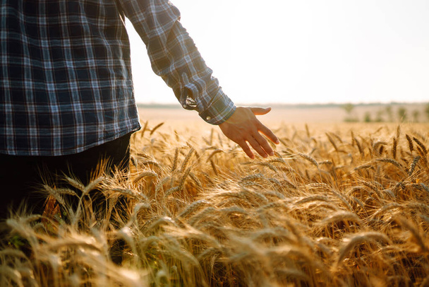 Man walking during sunset and touching wheat ears in gold field. Growth nature harvest. Agriculture farm. - Foto, immagini