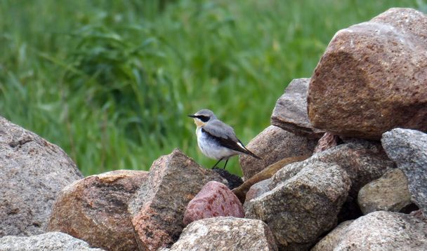 Bird, Oenanthe (Grano settentrionale) nel suo territorio. Un mucchio di pietre. - Foto, immagini