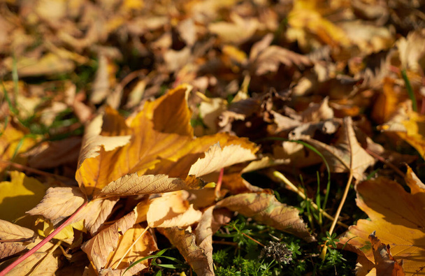 A shot of the yellow leaves on the grass as foliage in the fall. - Photo, Image
