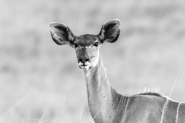野生動物クーズー降圧動物のクローズ アップの黒白いコントラスト - 写真・画像