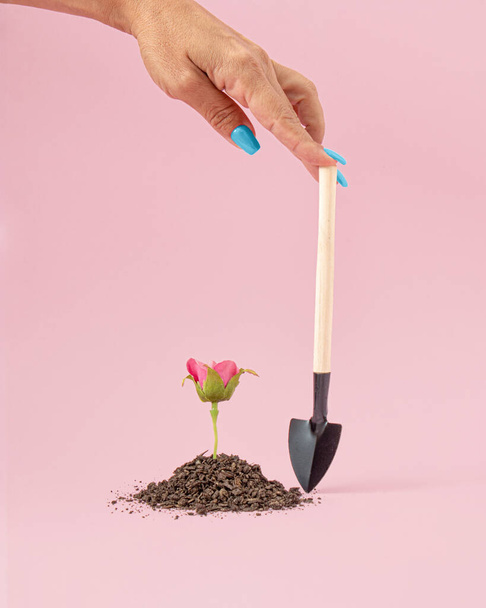 Garden concept of planting and transplanting plants. Ground, fresh rose and shovel in hand. Pastel pink background. - 写真・画像