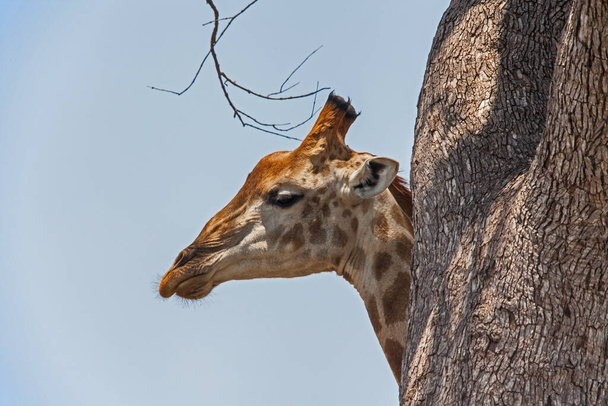 A Male Giraffe (Giraffa Camelopardalis) lookin around the trunk of a large Leadwood (Combretum imberbe) tree. - Photo, Image
