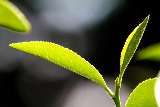 κοντινό πλάνο πράσινο τσάι φύλλα - Φωτογραφία, εικόνα
