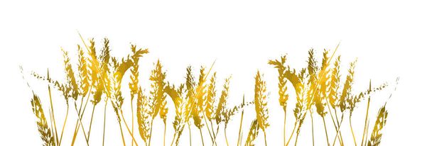 小麦の黄色の耳。ベクターイラスト - ベクター画像