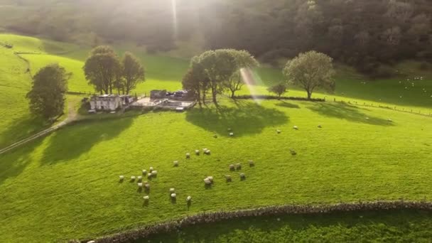 Aerial video of sheep in a field on a hill farm in Ireland  - 映像、動画