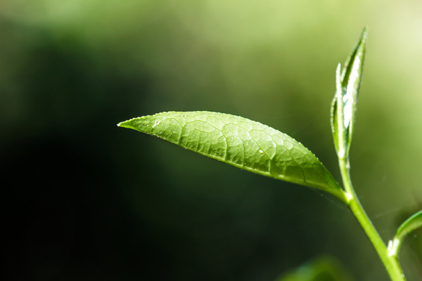 крупним планом зелене листя чаю
 - Фото, зображення