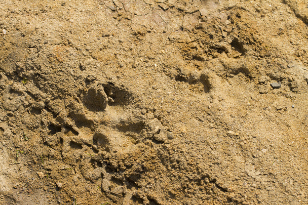 Footprint on the white background - Foto, Imagen