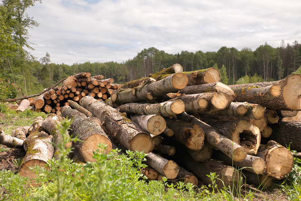 Large Lumber Pile - Photo, Image