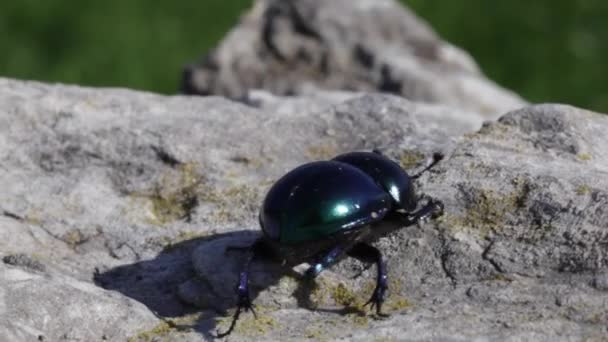 Escarabajo en la roca - Metraje, vídeo