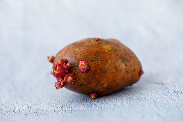 ziemniaki z kiełkami na szarym tle betonu - Zdjęcie, obraz