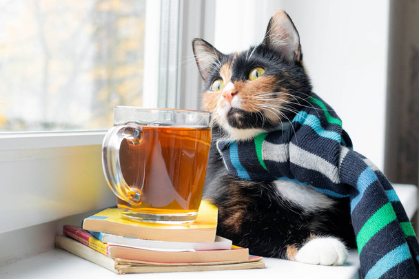 Um gato doméstico com um cachecol e chá. Outono. Setembro, Outubro, Novembro. A estação fria. Uma nova época. Animais de estimação - Foto, Imagem