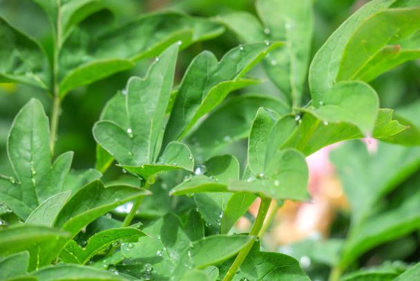 Groene bladeren in de tuin na de regen - Foto, afbeelding