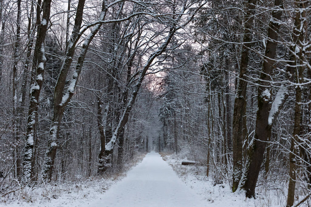 Заснеженная дорога между снежными лиственными деревьями в лесу и нежным утренним красным небом - Фото, изображение