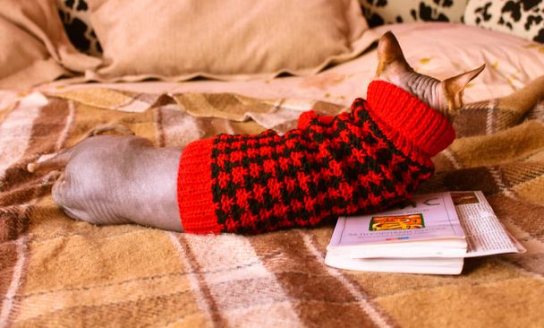 Kanadai Szfinx macska piros kötött pulóver, pulóver fekszik egy barna kockás. Imádnivaló macskák otthon. Gyönyörű meztelen szfinx cica pózol egy kanapén homy légkörben. Világ Macska Halál. Macskatéma. - Fotó, kép