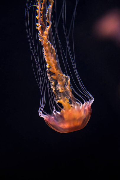 A closeup of a jellyfish on a blurry black background - 写真・画像