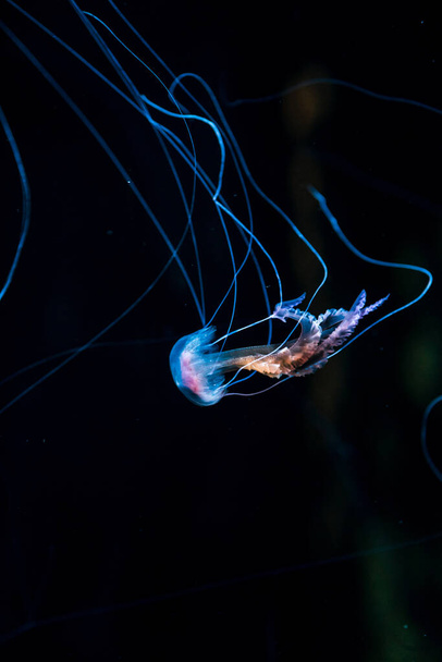 A closeup of a jellyfish on a blurry black background - Foto, afbeelding