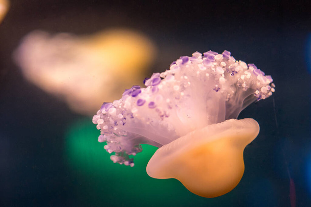 A closeup of a jellyfish on a blurry dark background - Φωτογραφία, εικόνα