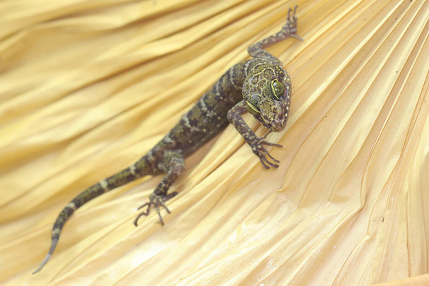 Un geco della foresta è alla ricerca di prede su un tronco secco. La diffusione di questo geco che ha il nome scientifico Cyrtodactylus consobrinus nella penisola malese, Borneo (Sarawak), Indonesia.  - Foto, immagini