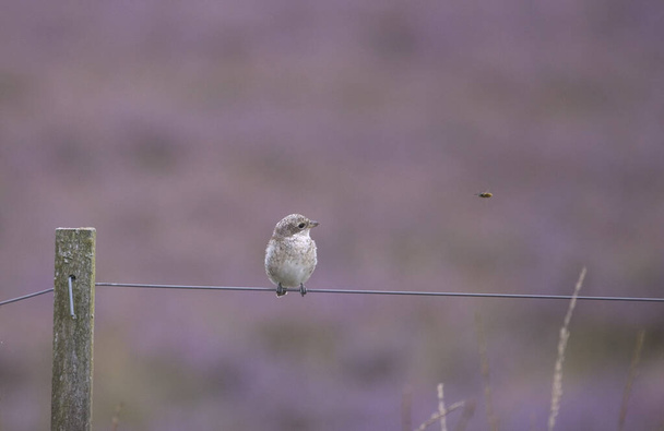 Young gray shrike on wire in Dwingelderveld, the Netherland - Photo, Image