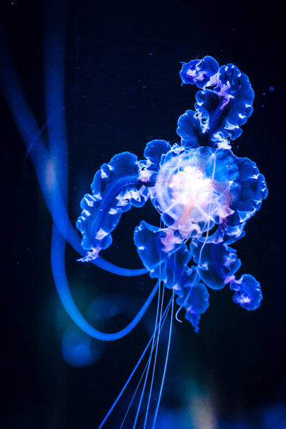 A closeup of a jellyfish on a blurry black background - Foto, afbeelding