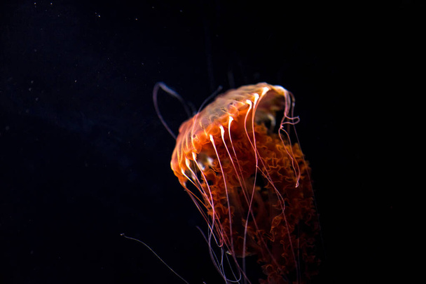 Un primer plano de una medusa sobre un fondo negro borroso - Foto, Imagen