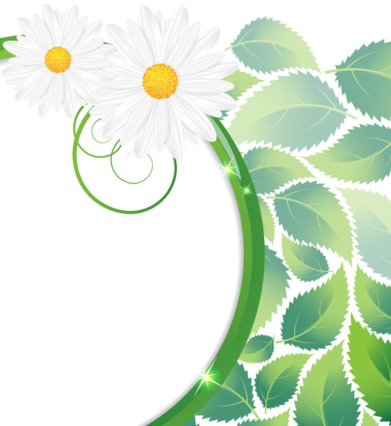 Green leaves and chamomiles  - Vector, imagen