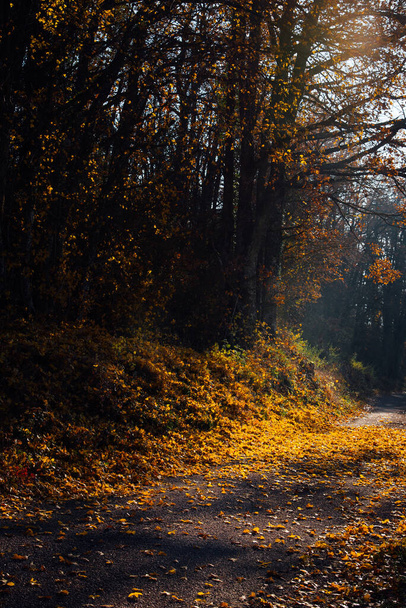 malerischer Blick auf den Weg inmitten eines Baumes im Herbst  - Foto, Bild