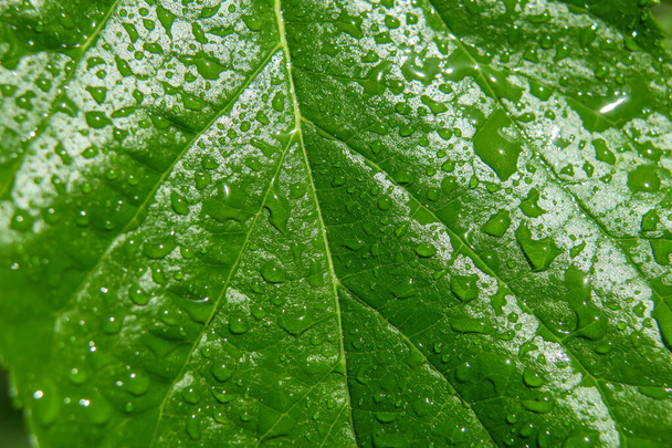Dew on a green bush in the garden after the rain - Photo, Image