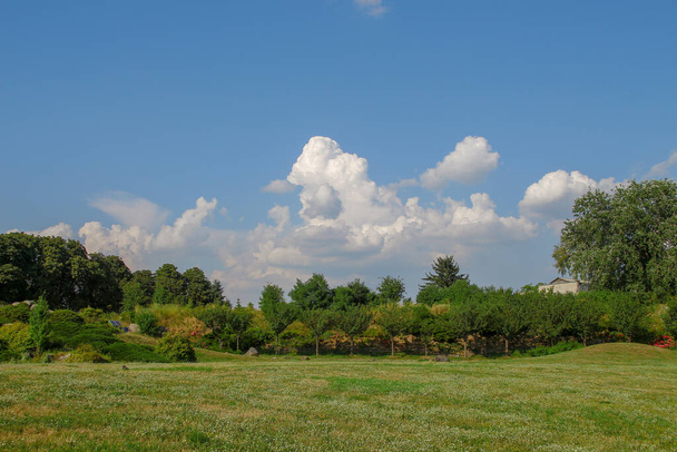 Green plantings of the Kyiv Arboretum in summer - Foto, afbeelding