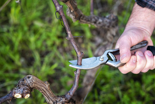 Close-up of a winegrower hand. Prune the vineyard with professional steel scissors. Traditional agriculture. View from above. - Fotoğraf, Görsel