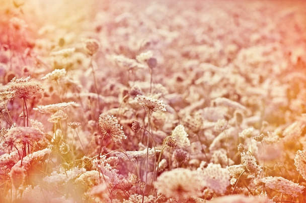 łąka białych kwiatów - Zdjęcie, obraz