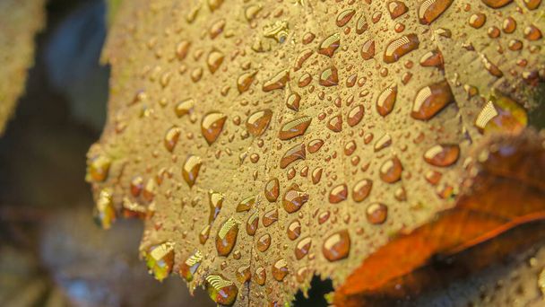 Burgundy leaves of hazel bush after rain - Фото, изображение