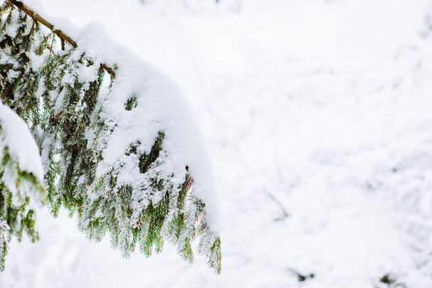 雪に覆われた松の木の眺めコピースペースを閉じ - 写真・画像
