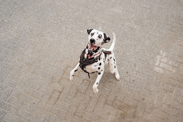 Далматинская собака узел прыгать, чтобы получить награду на улице - Фото, изображение
